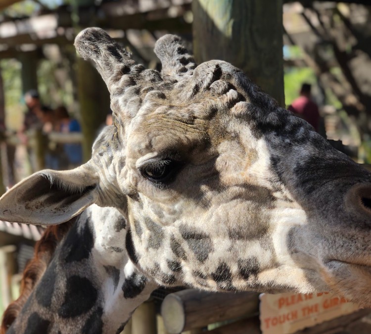 Giraffe Enclosure in Brevard Zoo (Melbourne,&nbspFL)